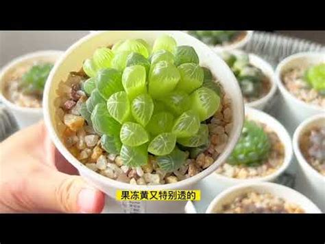 玉露變色